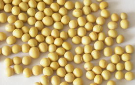 央視 轉(zhuǎn)基因食品安全性獲世界公認