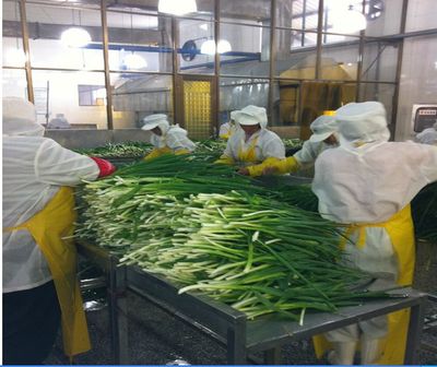 脫水蔬菜、脫水蔥片、調(diào)味包、餅干專(zhuān)用、烘焙料,廠家直銷(xiāo)