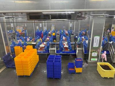 石首農產品加工業:開足馬力生產忙 產銷兩旺勢頭好